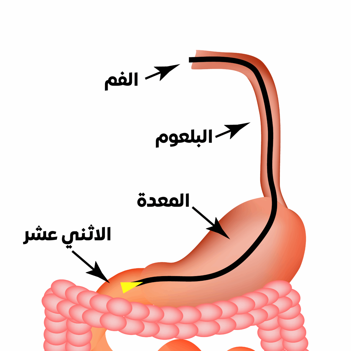 al-tahdeer-tantheer-alwi2-1200x1200.png